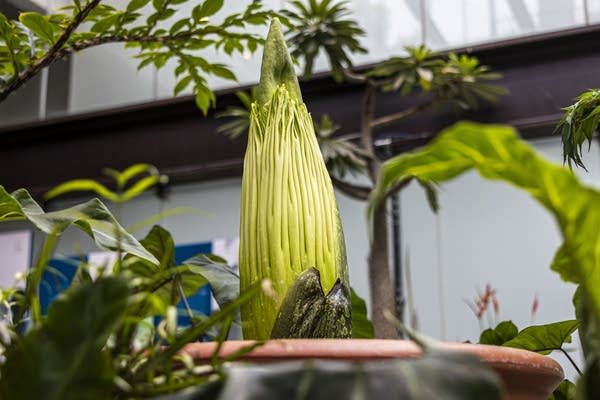 The corpse flower is seen