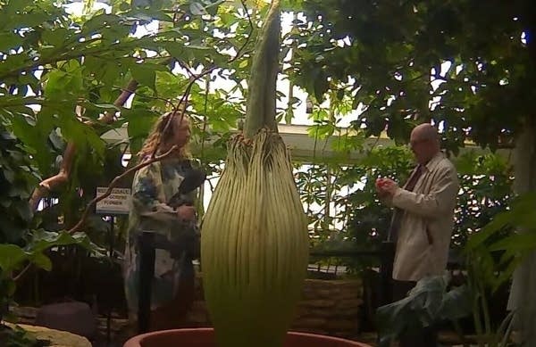 Two people in a conservatory with plants