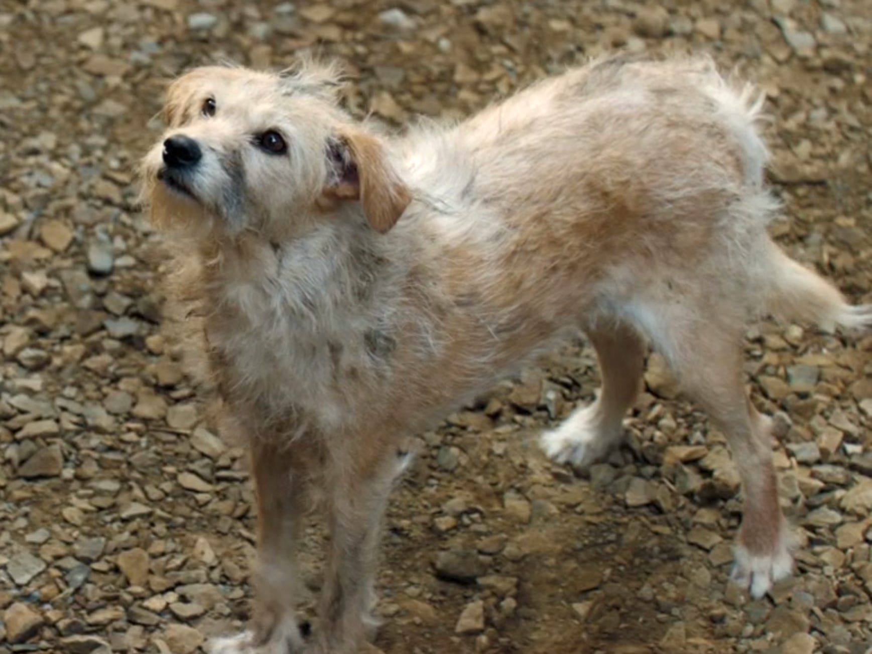 Bobby the dog in "House of the Dragon."