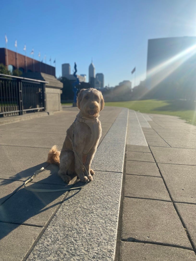 Milan Ball's dog is sitting outside