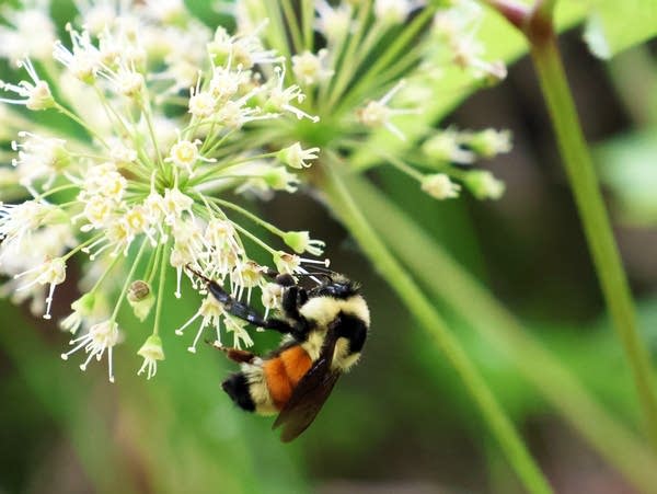 a bumble bee on a sasparilla flower